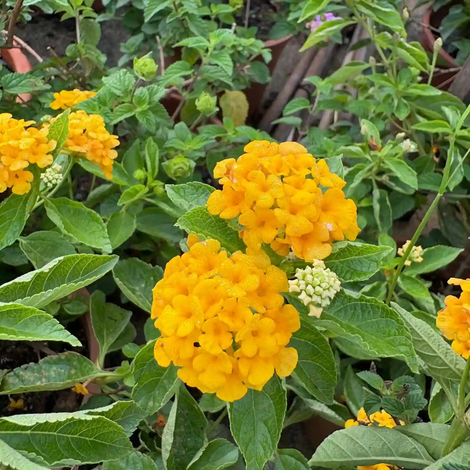 Lantana Yellow Plant